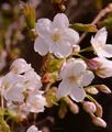 Prunus serrulata (Japanische Blütenkirsche) - Blüten