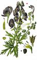 Wrinkeld Aconite - Aconitum plicatum Rchb.