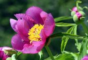 Garden Peony - Paeonia officinalis L.