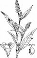 Redshank - Persicaria maculosa Gray