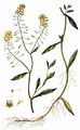 Great Yellow-Cress - Rorippa amphibia (L.) Besser