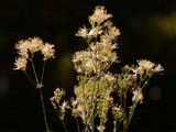 Common Meadow-Rue - Thalictrum flavum L.
