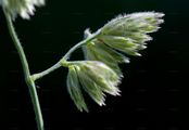 Cock's-Foot - Dactylis glomerata L.