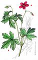 Marsh Cranesbill - Geranium palustre L.