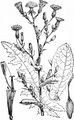 Prickly Lettuce - Lactuca serriola L.