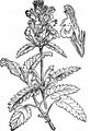 Heil-Ziest - Stachys officinalis (L.) Trevis.