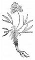 Alpine Clover - Trifolium alpinum L.