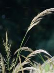 Silber-Raugras - Achnatherum calamagrostis (L.) P. Beauv. 