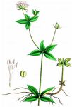 Turiner Meier - Asperula taurina L. 