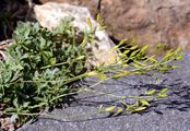 Carinthian Whitlowgrass - Draba siliquosa M. Bieb.
