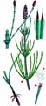 Marsh Horsetail - Equisetum palustre L.