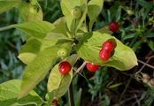 Alpen-Heckenkirsche - Lonicera alpigena L.