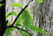 Urweltmammutbaum - Metasequoia glyptostroboides Hu & W. C. Cheng