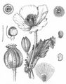 Opium Poppy - Papaver somniferum L.