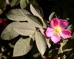 Red-Leaved Rose - Rosa glauca Pourr.