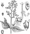 Common Figwort - Scrophularia nodosa L.