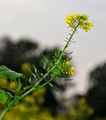 White Mustard - Sinapis alba L.