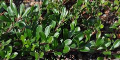 Bearberry - Arctostaphylos uva-ursi (L.) Spreng.