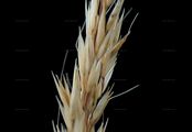 Bunch Grass - Calamagrostis arundinacea (L.) Roth