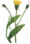 Großköpfiger Pippau - Crepis conyzifolia (Gouan) A. Kern. 