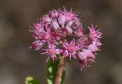 Orpine - Hylotelephium telephium (L.) H. Ohba