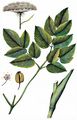 Broad-Leaved Sermountain - Laserpitium latifolium L.