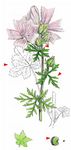 Moschus-Malve - Malva moschata L. 