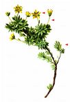 Blattloser Steinbrech - Saxifraga aphylla Sternb. 
