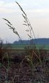 Meadow Fescue - Schedonorus pratensis (Huds.) P. Beauv.