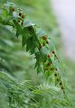 Claspleaf Twistedstalk - Streptopus amplexifolius (L.) DC.