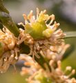 Buxus sempervirens (Gewöhnlicher Buchsbaum) - Blüte