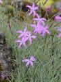 Pink - Dianthus plumarius L.