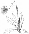 Schmidt's Hawkweed - Hieracium schmidtii Tausch