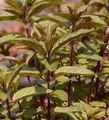 Mentha piperita  - Pfeffer-Minze (Lamiaceae) im vegetativen Zustand