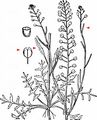 Common Pepperweed - Lepidium densiflorum Schrad.