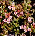 Alpenazalee - Loiseleuria procumbens (L.) Desv.