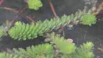 Whorled Water-Milfoil - Myriophyllum verticillatum L.