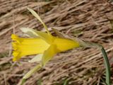 Gelbe Narzisse - Narcissus pseudonarcissus L.