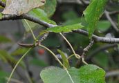 Eastern Balsam-Poplar - Populus balsamifera L.