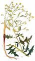 Steppe Cabbage - Rapistrum perenne (L.) All.
