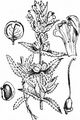 Yellow-Rattle - Rhinanthus minor L.