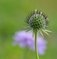 Scabiosa lucida (Glänzende Skabiose) - Fruchtstand (unreif)