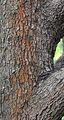 Service-Tree - Sorbus domestica L.
