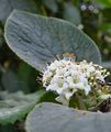 Viburnum lantana (Wolliger Schneeball) - Blütenstand