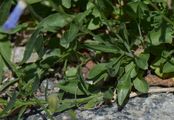 Harebell - Campanula rotundifolia L.