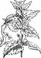 Spotted Dead-Nettle - Lamium maculatum (L.) L.