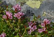 Alpenazalee - Loiseleuria procumbens (L.) Desv.