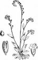 Field Forget-Me-Not - Myosotis arvensis (L.) Hill