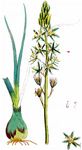 Pyrenäen-Milchstern - Ornithogalum sphaerocarpum A. Kern. 