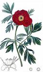 Arznei-Pfingstrose - Paeonia officinalis L. 